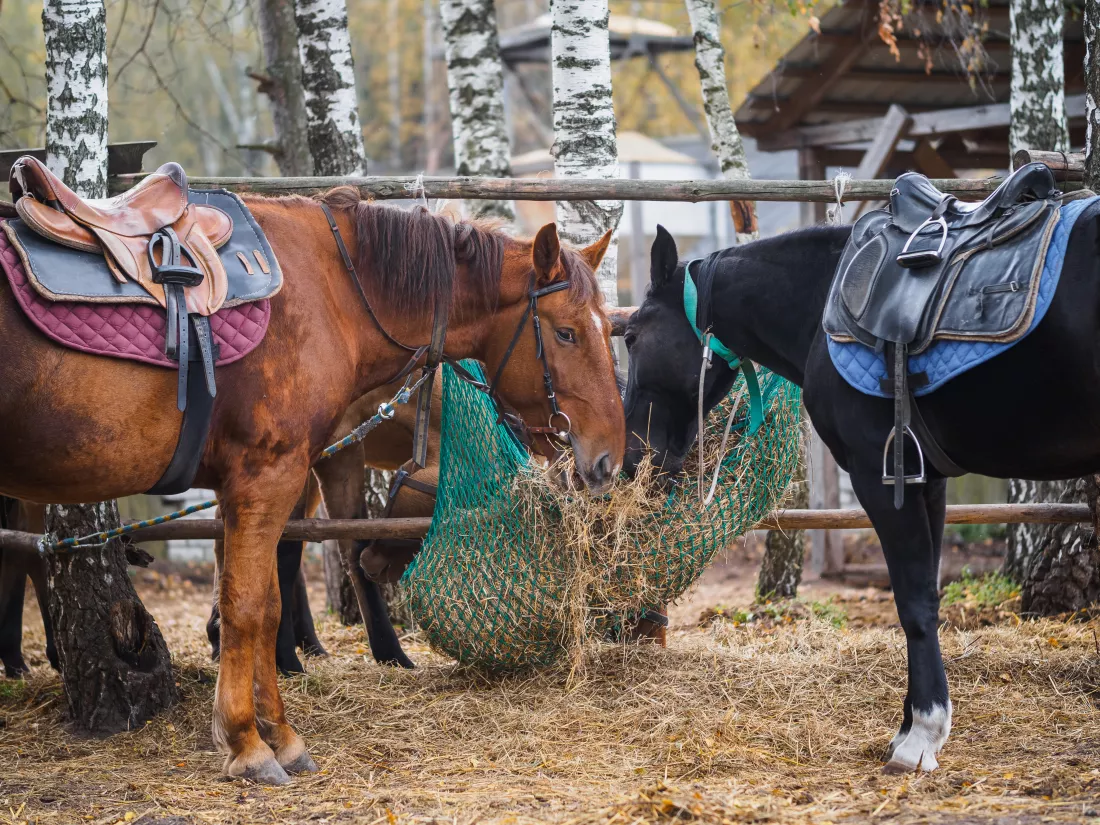 Hodowla koni i jeździectwov